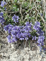 Polygala calcarea