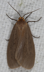 Pagara simplex