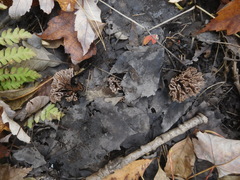 Thelephora caryophyllea