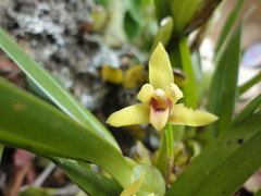 Maxillaria variabilis