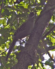 Batara cinerea