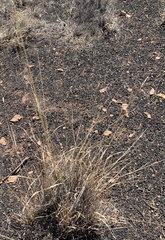 Bouteloua curtipendula caespitosa