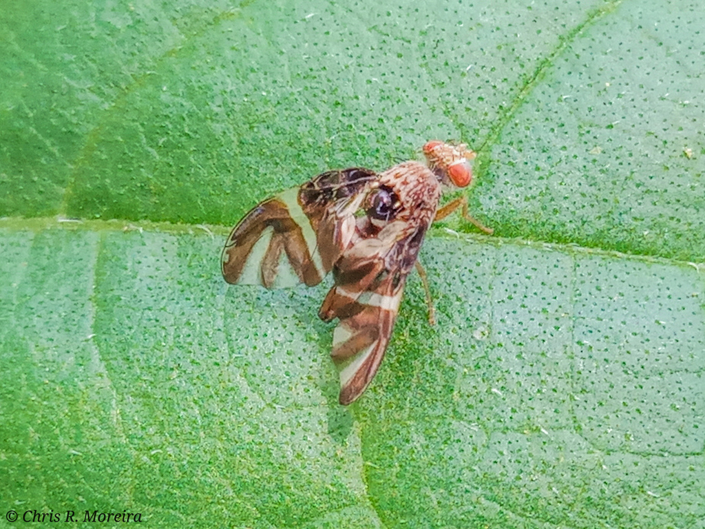 Dracontomyia