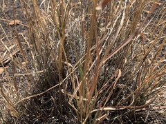 Bouteloua curtipendula caespitosa