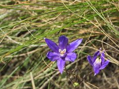 Brodiaea rosea rosea