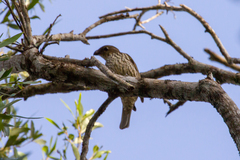 Scenopoeetes dentirostris