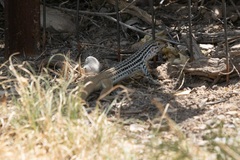 Aspidoscelis scalaris