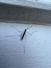 Dicranomyia