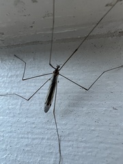 Dicranomyia