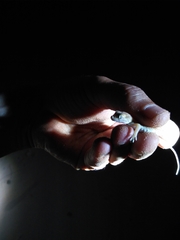 Stenodactylus petrii