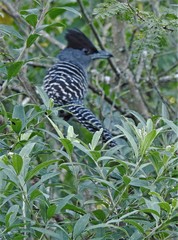 Batara cinerea