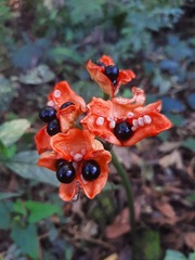 Hippeastrum reticulatum