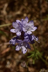 Gilia capitata abrotanifolia