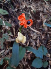 Hippeastrum reticulatum