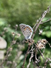 Pseudophilotes bavius