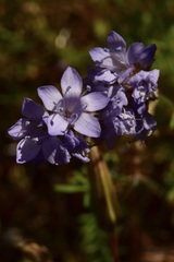 Gilia capitata abrotanifolia
