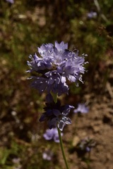 Gilia capitata abrotanifolia