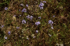 Gilia capitata abrotanifolia