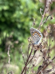 Pseudophilotes bavius