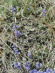 Polygala calcarea