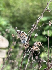 Pseudophilotes bavius