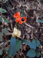 Hippeastrum reticulatum
