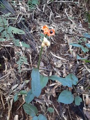 Hippeastrum reticulatum