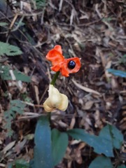 Hippeastrum reticulatum