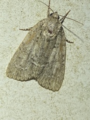 Acronicta immodica