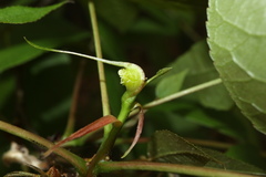 Phylloxera spinosa