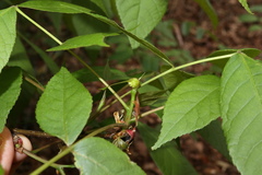 Phylloxera spinosa