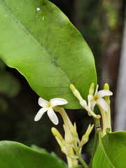 Lacmellea panamensis