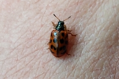 Chrysomela mainensis