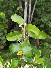 Lacmellea panamensis