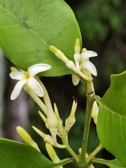 Lacmellea panamensis