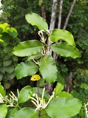Lacmellea panamensis