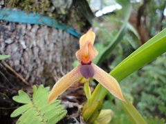 Maxillaria meleagris