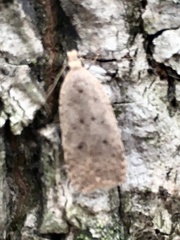 Dichomeris ventrellus