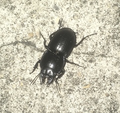 Pasimachus sublaevis