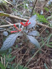 Aphelandra longiflora