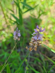 Orbexilum pedunculatum