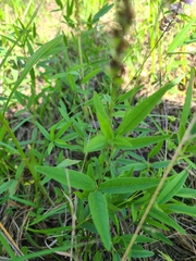 Orbexilum pedunculatum