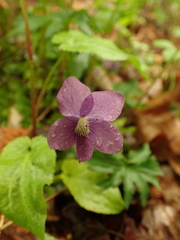 Viola subsinuata