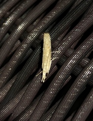 Culladia hastiferalis