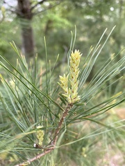 Pinus