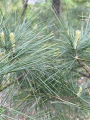 Pinus