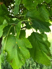 Crataegus mollis
