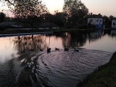 Alopochen aegyptiaca