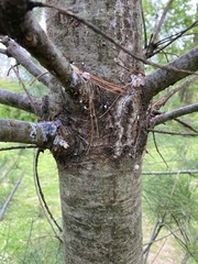 Pinus