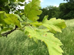 Crataegus mollis